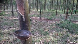 rubber plantation 1