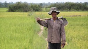 Cambodian_rice_farmer_10678769516